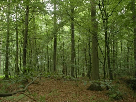 Moderne højproduktiv løvskov med bøg og eg. Stor værdiproduktion og en fornuftig biodiversitet. Gunderslevholm.