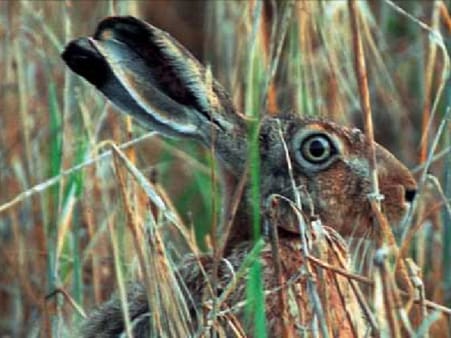 Haren trives i og lige udenfor brede, lave skovbryn, især hvor disse ligger i tilknytning til en vildtager. Dens primære fødekilde er de forskellige landbrugsafgrøder i grøn og frisk tilstand. Desuden friske urter, saftigt græs og friske skud fra træer. Foto: Skovdyrkerarkiv