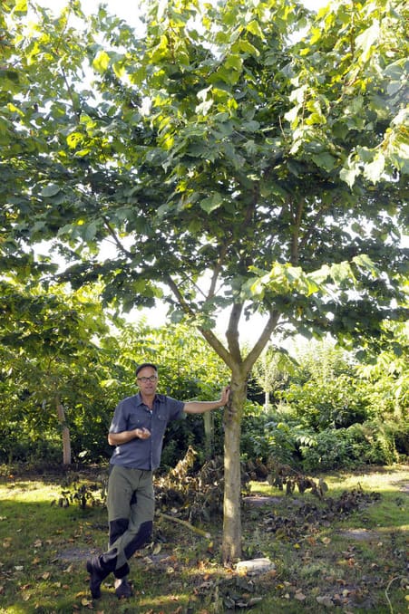 Lars Westergaard ved hybridhasseltræ.