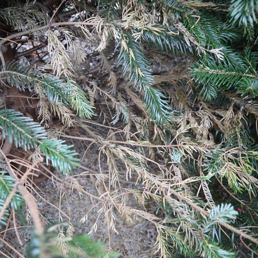 Nogle træer hos Peter Sørensen var i juli måned begyndt at tabe nålene længst inde ved stammen.