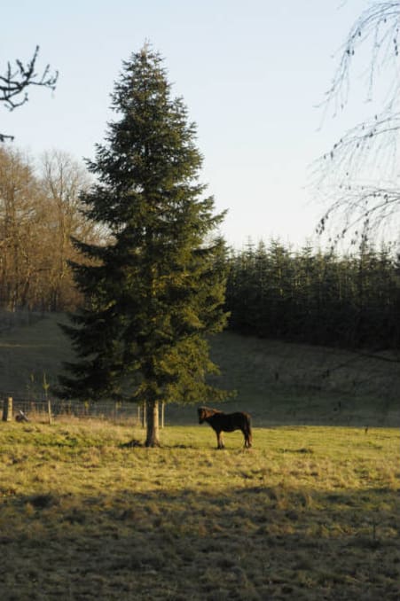 Hestene er en af flere driftsgrene på ejendommen. De andre er juletræer, klippegrønt, landog skovbrug – samt jagten.