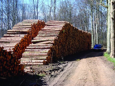Rådgivning og salg af råtræ, er gode årsager til at være medlem af en skovdyrkerforening.
