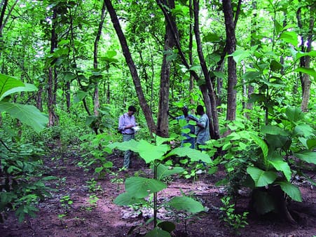 Teak plantet i Ghana for 40 år siden, kulstofbindingen kan sælges via klimaprojekt