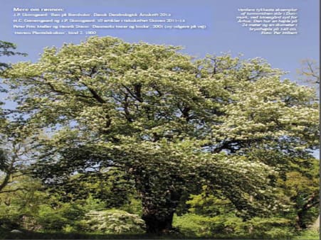Verdens tykkeste eksemplar af tarmvridrøn står i Danmark, ved Moesgård syd for Århus. Den har en højde på 24 meter og en diameter i brysthøjde på 148 cm.