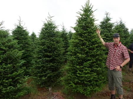 A lot of stripes, but only one star: Skovrider Michael Gehlert ser på formhuggede juletræer i USA