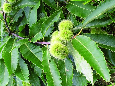 Ægte Kastanje (Castanea Sativa) også kaldet spisekastanjen, her en gren med frugt.
