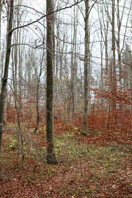 Ahorn med underskov af selvforynget bøg. Der er meget ahorn i god kvalitet i Vesterskoven, oplyser Bjørn Krüger Veng.