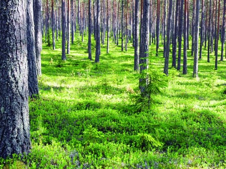 Fyrreskov i Hälsingland. 7% af Sveriges areal er dækket af blåbær. Foto: Per Hilbert