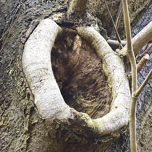Stor gren skåret af for et antal år siden. Træet har kæmpet for at lukke såret ved at danne en kallusvold, men det er ikke gået stærkt nok (eller grenen har været for tyk), så råddet har trængt langt ind i stammen. Et sådant sår lukker aldrig.