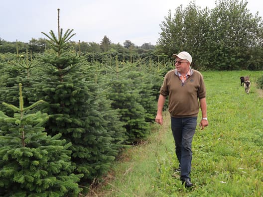 Henrik Læssøe producerer juletræer fra 125 hektar. Han sælger hovedparten af salgstræerne igennem Skovdyrkerne. Træerne afsættes til tilbagevendende europæiske kunder. 