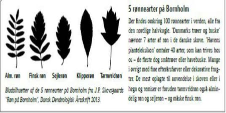 Bladsilhuetter af Bornholms 5 rønnearter