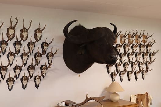 På væggene er der minder fra jagtrejser til blandt andet Zimbabwe og Namibia.