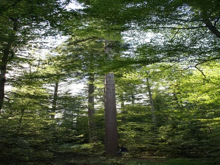 Douglasgran ved Silkeborg: 110 år og 50 meter høj. En stadig vigtigere art i dansk skovbrug. På Løvenholm skovdistrikt har man netop besluttet gradvist at erstatte mere end 1.000 hektar rødgran med douglas. Foto: Erik Dahl Kjær