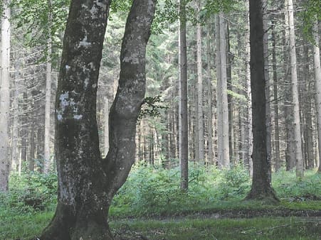 Her er en hjemmehørende, en rigtig dansk træart: Bøg . Den kom til landet sydfra ca. 1500 år før vor tidsregning. Siden da har den med ret stort held arbejdet på at udkonkurrere en anden hjemmehørende træart: Eg.