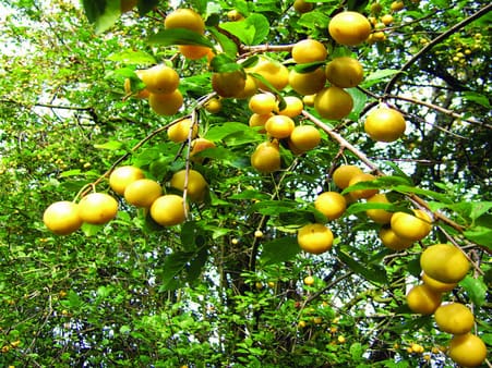 Mirabel (Prunus cerasifera). Her med gule frugter.