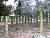 Samme nobilisbevoksning som ovenfor men efter tynding (1900 træer pr. ha) - i hjørnet ser du et billede af kronetaget taget nedefra