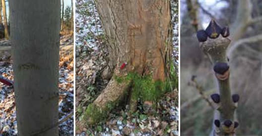 Mange træers bark ændrer sig over tid, det gælder bandt løvtræerne fx for eg, ask og som på billederne ær. Den glatte bark er karakteristisk for de yngre træer(tv), hvorimod ældre træer udvikler en mere skællet bark(th).