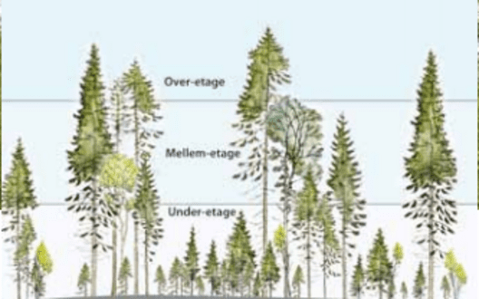 Figur 1: En plukhugstsskov indeholder træer i alle dimensionsklasser, hvilket medfører en 3-etageret bevoksning.