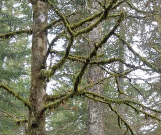 Mosser og laver på grene og stamme er almindelige i det fugtige skovklima i Schwarzwald. Dette er mest udpræget på den langsomt voksende bøg i plukhugstskovene