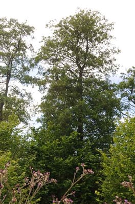 Et plustræ fra Lounkær Skov. Træet er udvalgt på grund af dets sundhed vækstkraft og stammeform