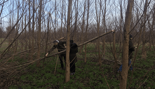 I januar 2018 var chokerende mange af de italienske kloner knækket i 2-5 meters højde. Mange af de hele træer havde underlige skader et godt stykke oppe ad stammen.