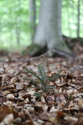 Omkring halvdelen af skovparten er bøg med selvforyngelse. Bøgen viser nogle steder svaghedstegn. For at være på forkant har Axel Köhn derfor valgt at underplante med skyggetolerante nåletræarter.