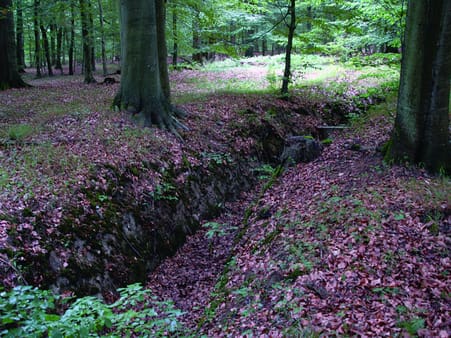 Grøftning i skovene – især i bøgeskovene – er et vigtigt hjælpemiddel til at sikre dybe rodsystemer. Foto: Per Hilbert, Gunderslevholm.