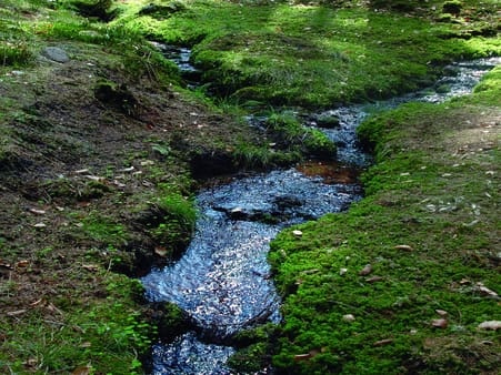 Vandet i skovene giver ikke kun problemer. Vandløb og vådområder er vigtige biotoper for mange smådyr, insekter og fugle. Og de øger skovenes herlighedsværdi. Foto: Per Hilbert, Løndal