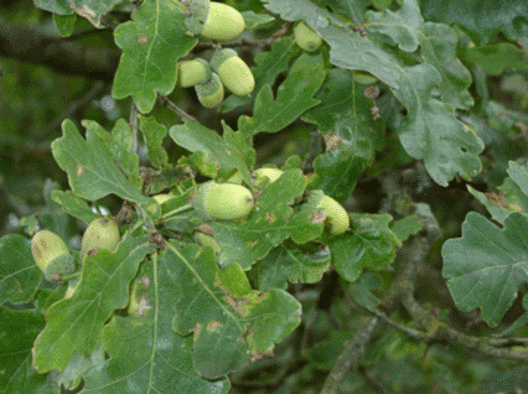 Egeblade