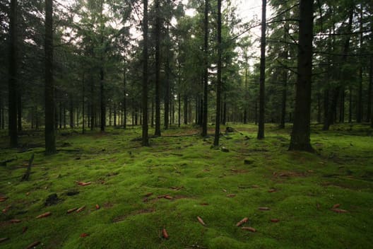 I skovbunden vist på fotoet kan skønsvist høstes op til 1.500 kasser på en hektar. Afhængig af hvor hårdt der høstes, kan der plukkes mos med 3-5 års mellemrum.