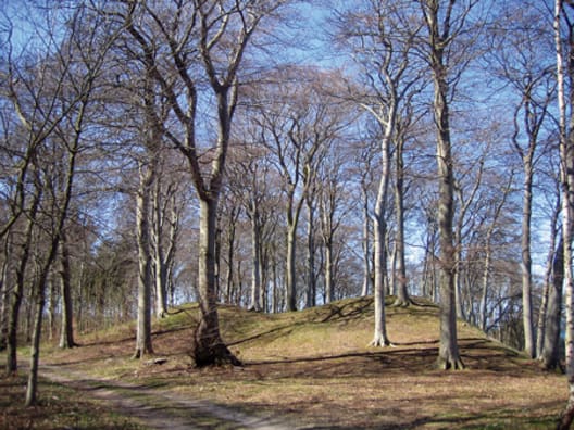 Gravhøj beliggende i skov