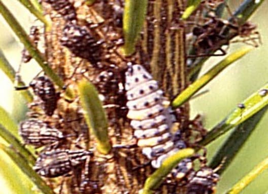 På billedet ses brune ædelgranbladlus samt en af deres fjender - mariehønelarven (den er ca. 1 cm lang). Billedet er taget af Hans Peter Ravn, Skov og Landskab.