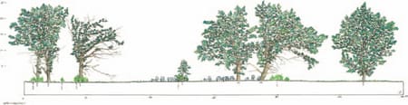 Græsningsskov. Illustration fra: J. Bo Larsen 'Naturnær skovdrift' (2005)
