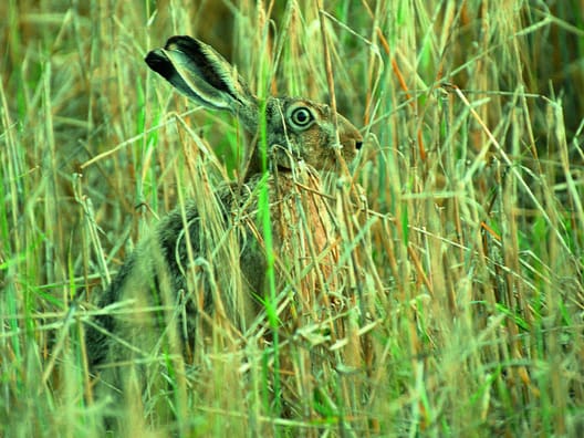 Haren lever i det åbne land og ses ofte på dyrkede marker