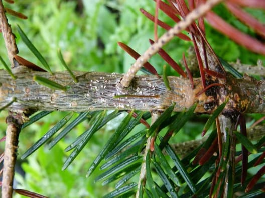 Lyse Cylindrocarpon sporepuder på dødt område på stammen af juletræ med ædelgrankræft i forsommer 2013. Bemærk det døde sideskud fra 2012, som har været indfaldsvej for svampeangrebet (foto Iben M. Thomsen)