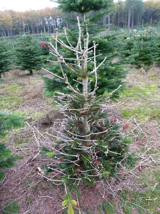 Stærkt skadet nordmannsgran juletræ fra et af de første steder sygdommen blev konstateret i 2011 (foto Iben M. Thomsen)