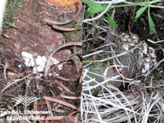 2 nærbilleder af rodfordærverens frugtlegeme, der ofte findes lige under nåledækket på rodhalsen af angrebne træer.