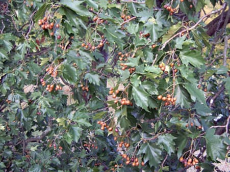 Tarmvridrøn modne bær