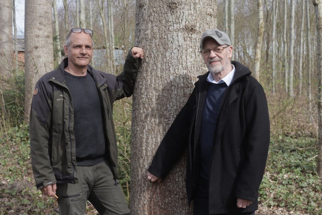 Skovejer Christen Rauff og skovfoged Bruno Stolborg ved en af de tilbageværende popler, som blev plantet som ammetræer for 25 år siden. Bagved ses ege, som også er 25 år.