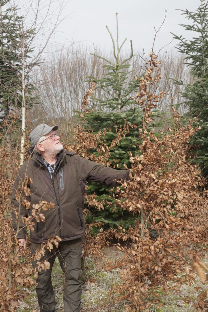 Peder Dammand er i gang med at omdanne sine juletræskulturer til natur og skov. Han indplanter grupper af blandt andet bøg, eg og taks.