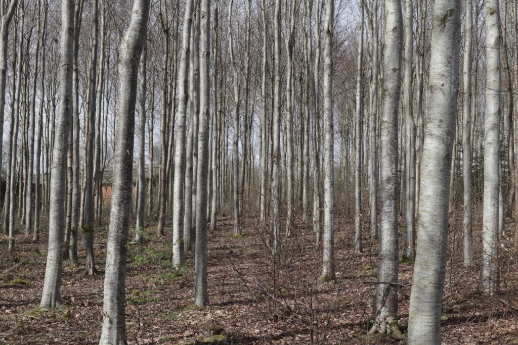 Christen Rauff har stammet stort set alle træer op i den 12 hektar store skov.